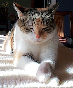 Kia's cat